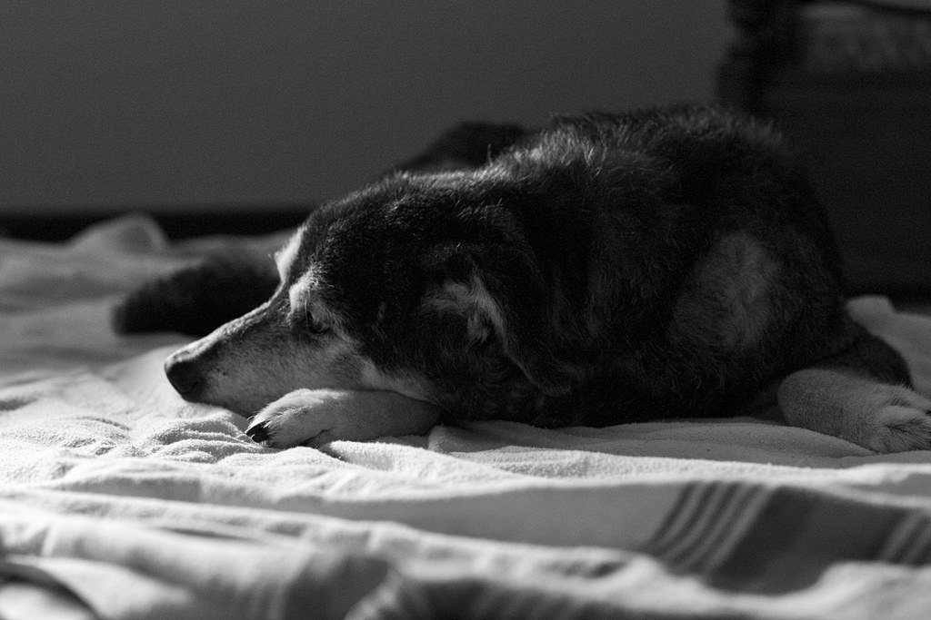 A black dog sleeping on rumpled white bed sheets, in black and white