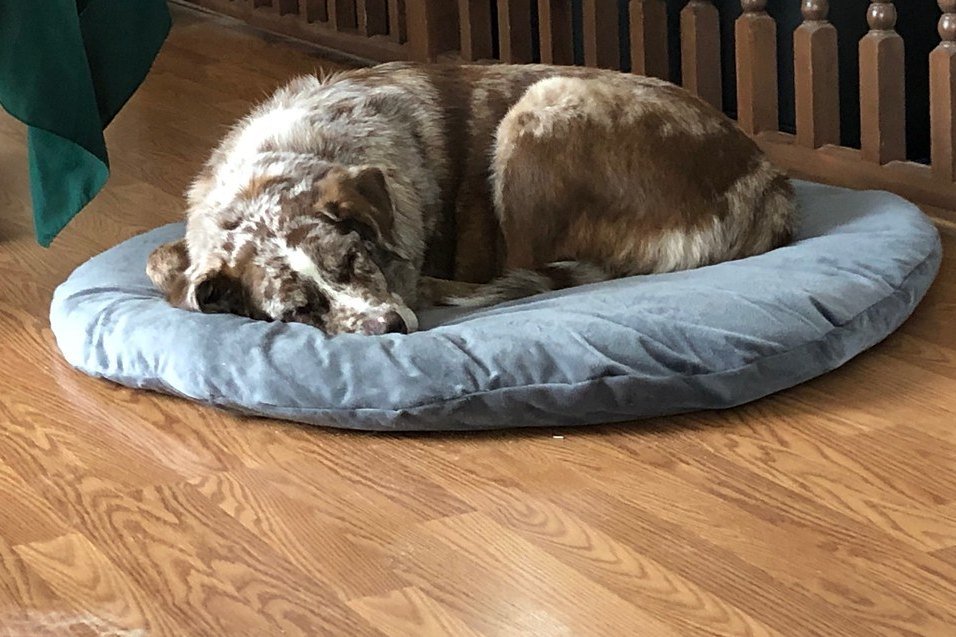 A dog curled up asleep in a round dog bed on a wooden floor