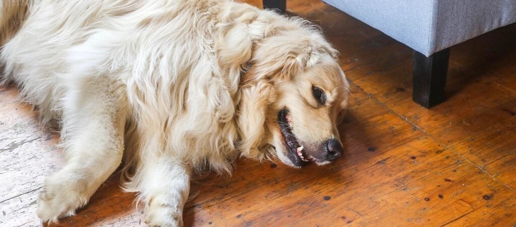 Your Dog’s Cooling Mat or Gel Eye Mask Could Be Toxic, ASPCA Warns