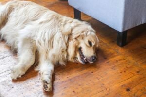 A golden retriever stretched out asleep on a wooden floor