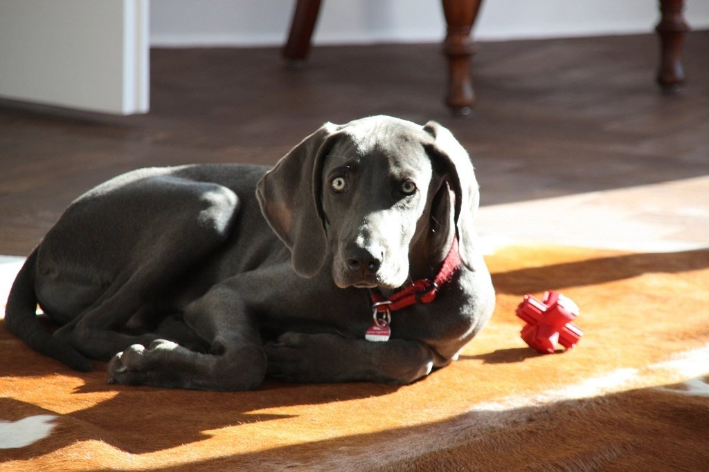 A young black dog lying in a patch of sunlight on a wooden floor next to a red chew toy