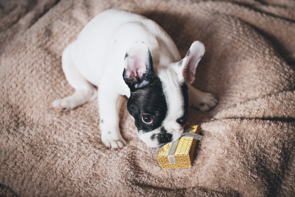 A black and white French Bulldog puppy chewing on a small gift box on a soft blanket