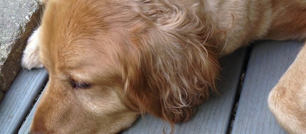 Dogs With Dementia Show Alzheimer’s-Like Brain Changes, Study Finds