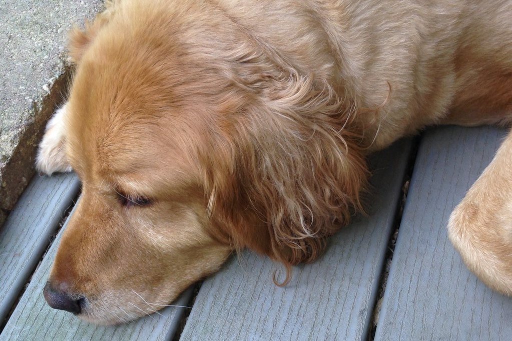 A golden retriever resting their chin on a wooden floor with sleepy eyes