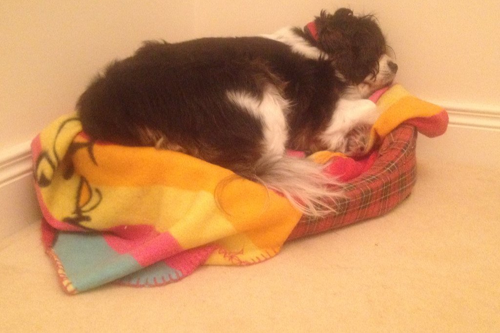 A small black and white dog asleep on a colorful blanket in a dog bed