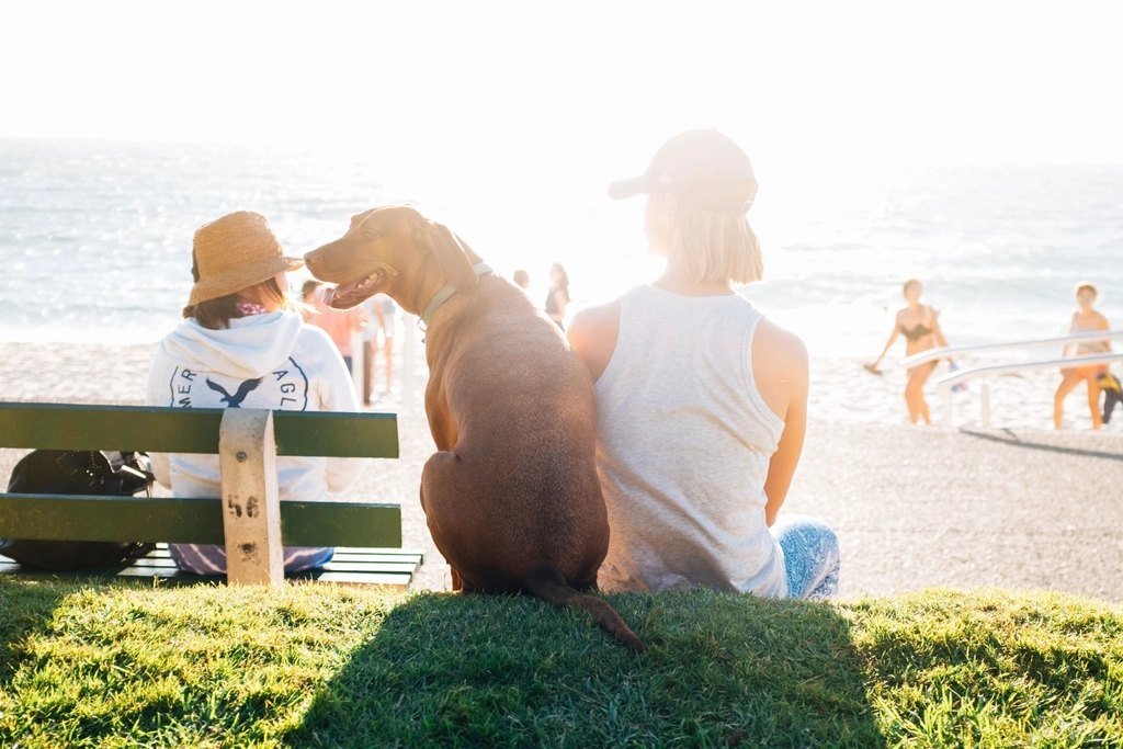 Two people sitting on a bench with their dog, looking out at a beach