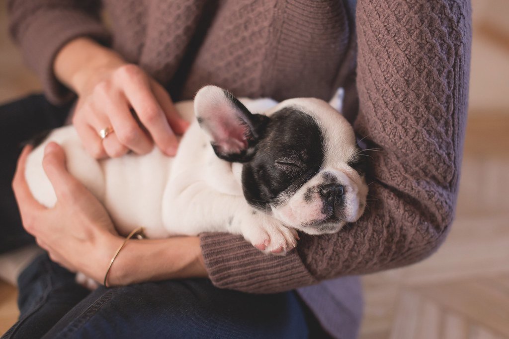 A person cradling a sleepy French Bulldog puppy in their arms