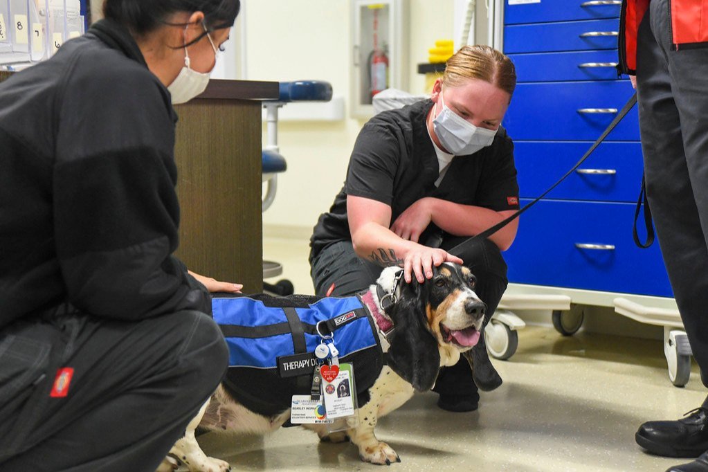Veterinary staff in a clinic hallway checking on a dog wearing a blue harness