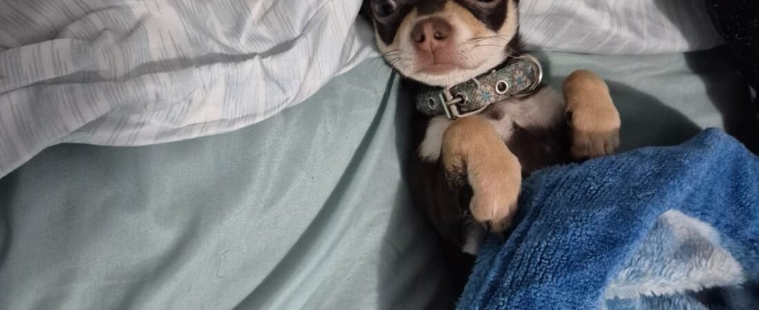 Why Is My Dog Shaking or Trembling? Normal Reasons and When to Worry