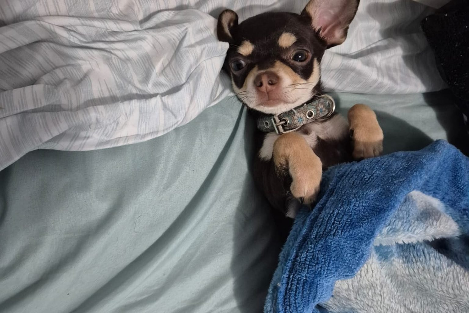 A small black and brown puppy resting on a bed, partly covered with a blue blanket