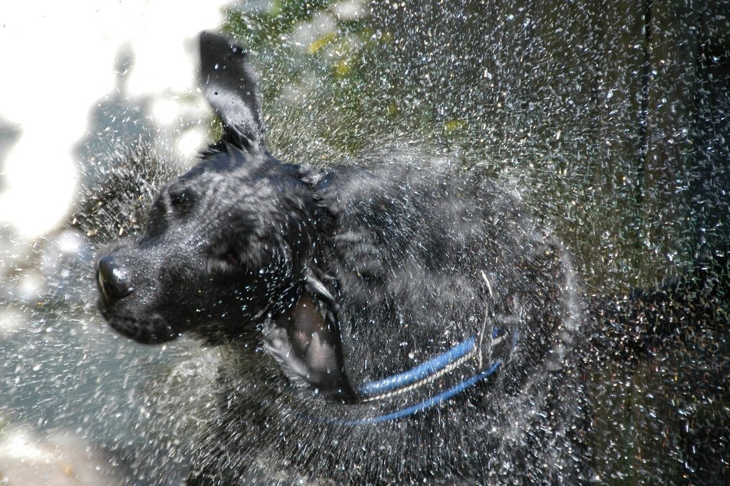 A black dog shaking water off their coat, with droplets flying