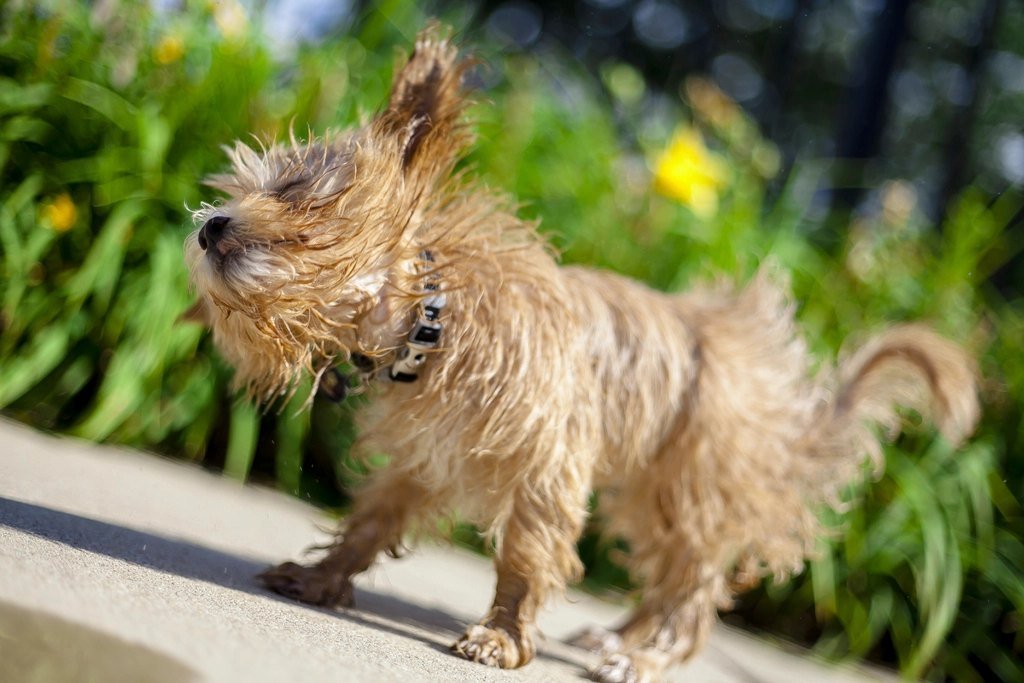 A small scruffy terrier mid-shake on a garden path