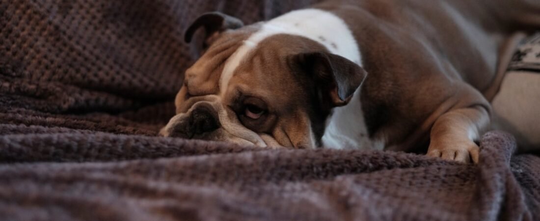 How Much Should a Dog Sleep? Normal Hours and When to Worry