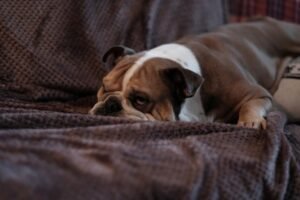 A dog sleeping on a blanket on the couch
