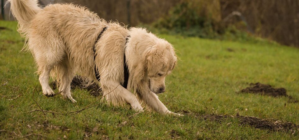 Why Do Dogs Bury Things? Bones, Toys, and Treats Explained