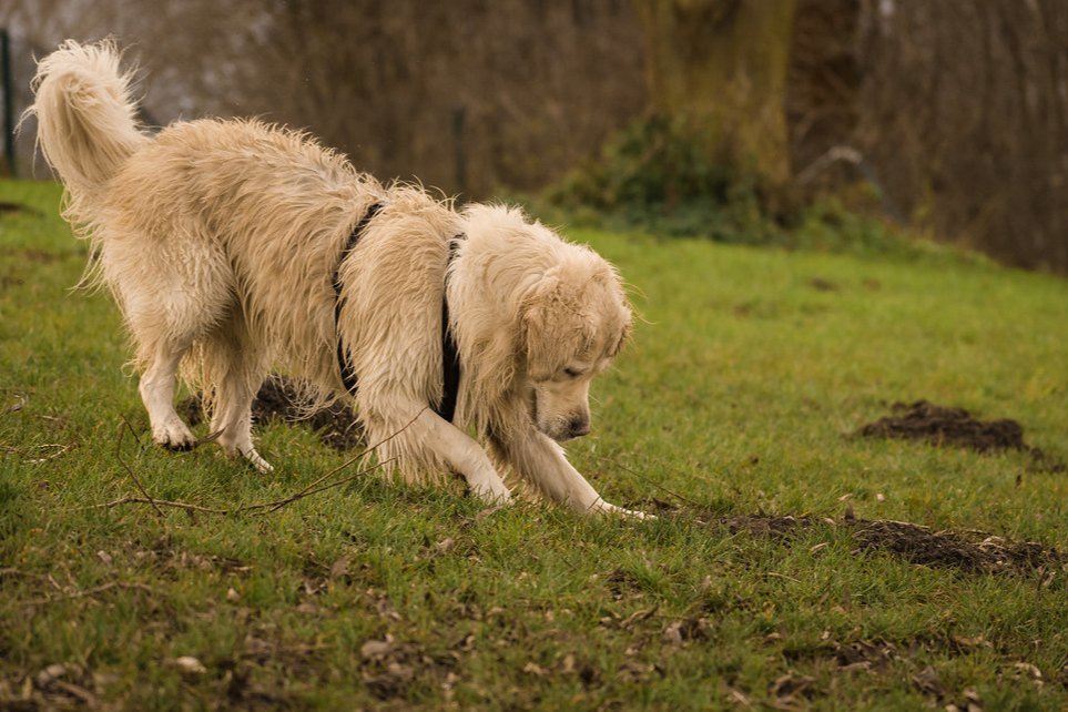 A fluffy golden dog sniffing and digging in a grassy field