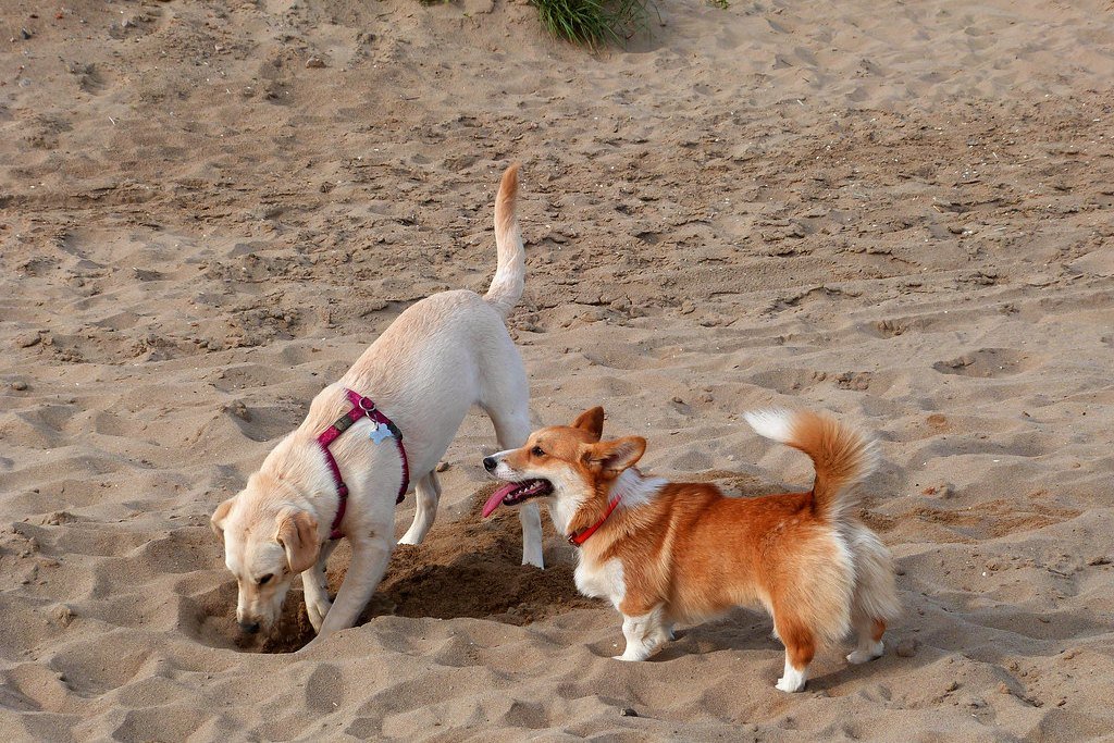 A white dog and a corgi digging together in sand