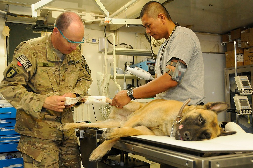 Two veterinary staff treating a German Shepherd lying on a clinic treatment table
