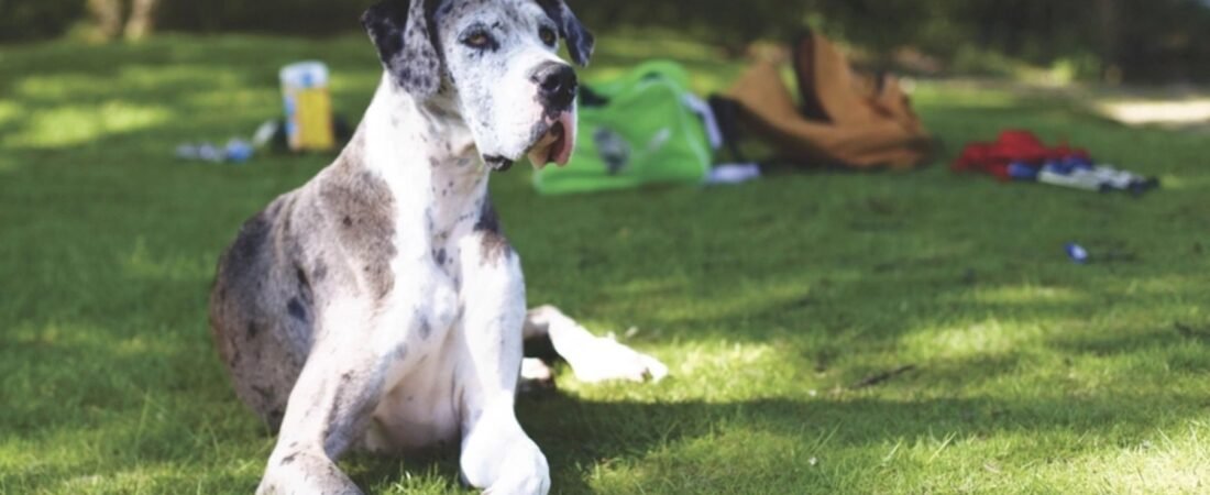 Why Do Big Dogs Age Faster? A New Study Points to “Jumping Genes”