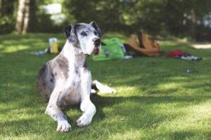 A Great Dane lying on the grass in a park
