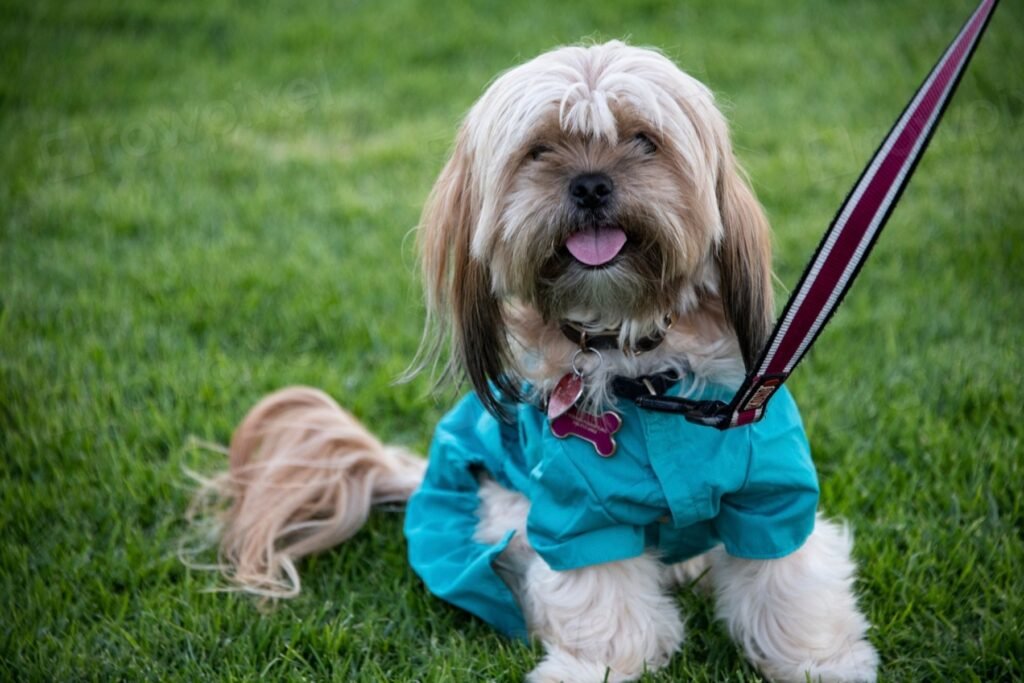 A small long-haired dog in a teal costume standing on the grass on a leash