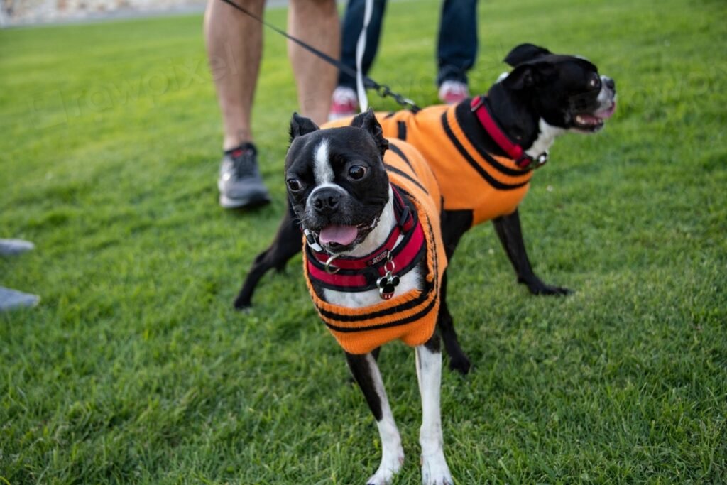 Two small black-and-white dogs in orange and red costumes on a lawn