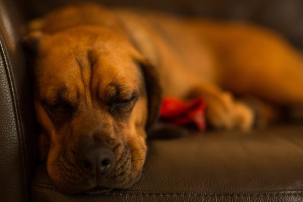 A large dog resting on a couch