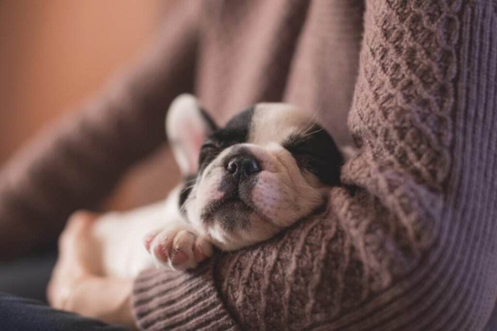 A sleepy puppy dozing in someone’s arms