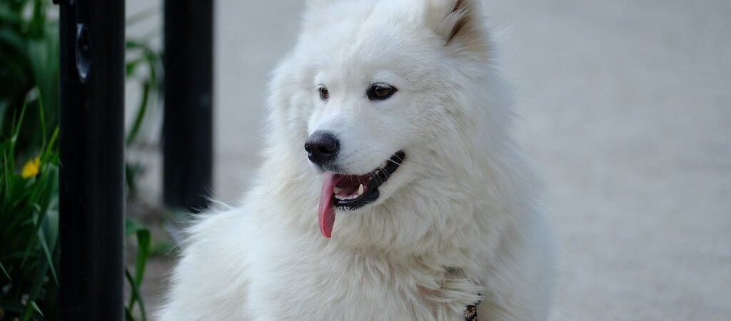 Samoyed: History, Personality, Health & Surprising Facts