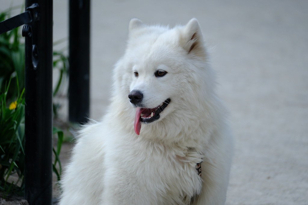 A smiling white Samoyed with their tongue out, sitting outdoors