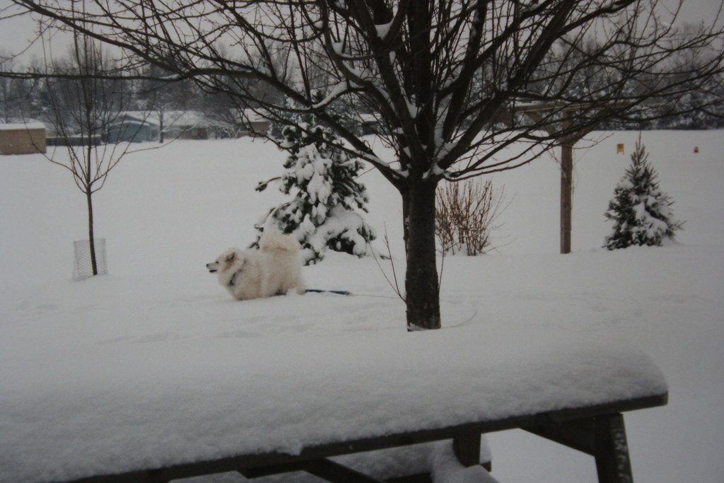A white Samoyed resting in deep snow in a snowy backyard