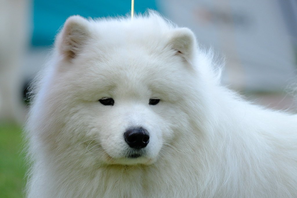 A close-up of a white Samoyed's fluffy face and thick coat