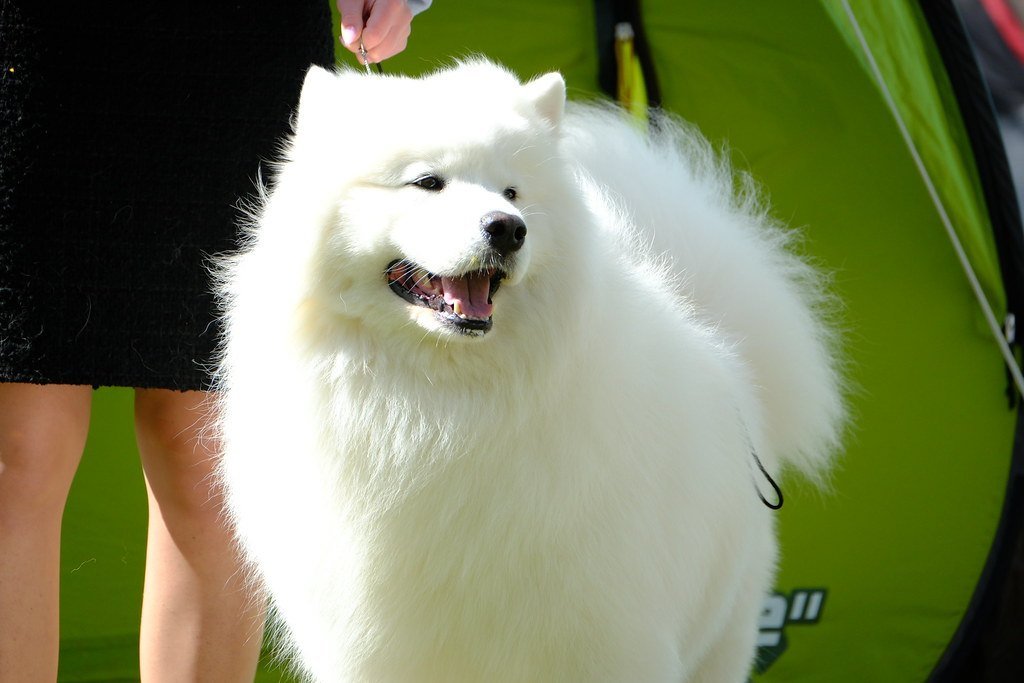 A happy white Samoyed standing outdoors with their mouth open
