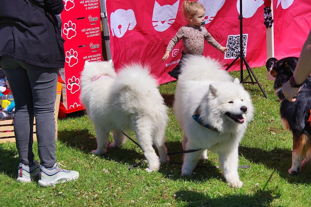 Two white Samoyeds standing on the grass at a dog show