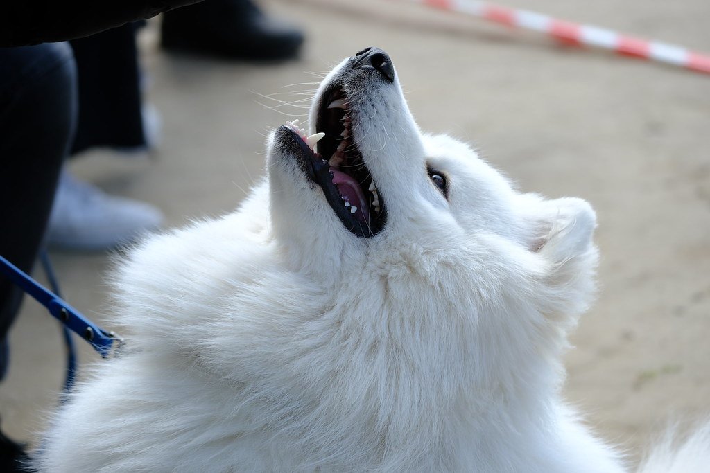 A white Samoyed looking up at their person