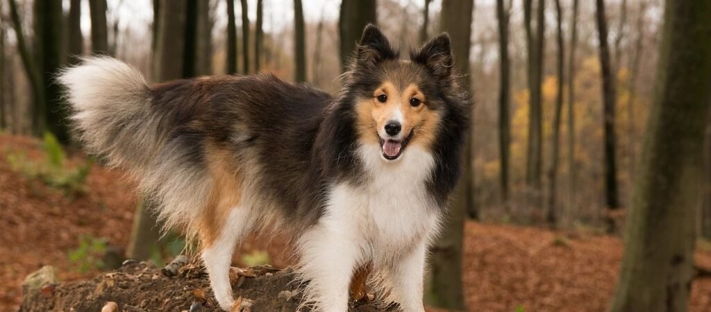 Shetland Sheepdog: History, Personality, Health & Surprising Facts