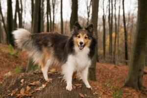 A sable and white Shetland Sheepdog standing on a forest path