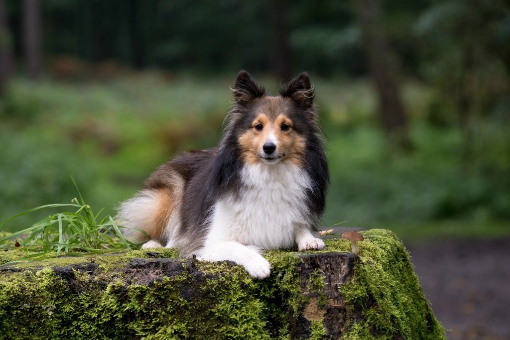 A Shetland Sheepdog lying on a mossy log in the woods
