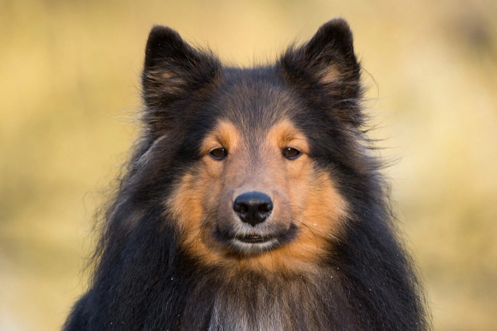 A close-up of a Shetland Sheepdog's face and thick ruff