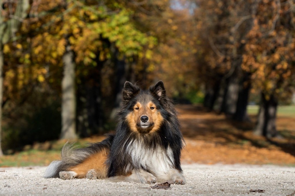 A Shetland Sheepdog lying among autumn leaves in a park