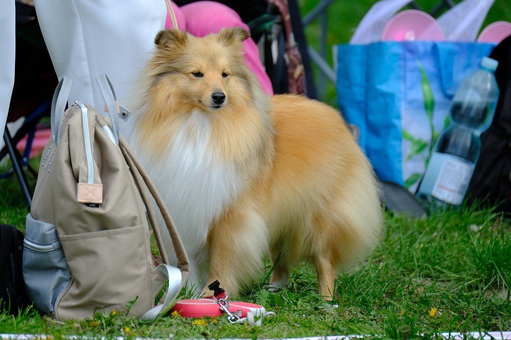 A golden sable Shetland Sheepdog standing on grass at a dog show