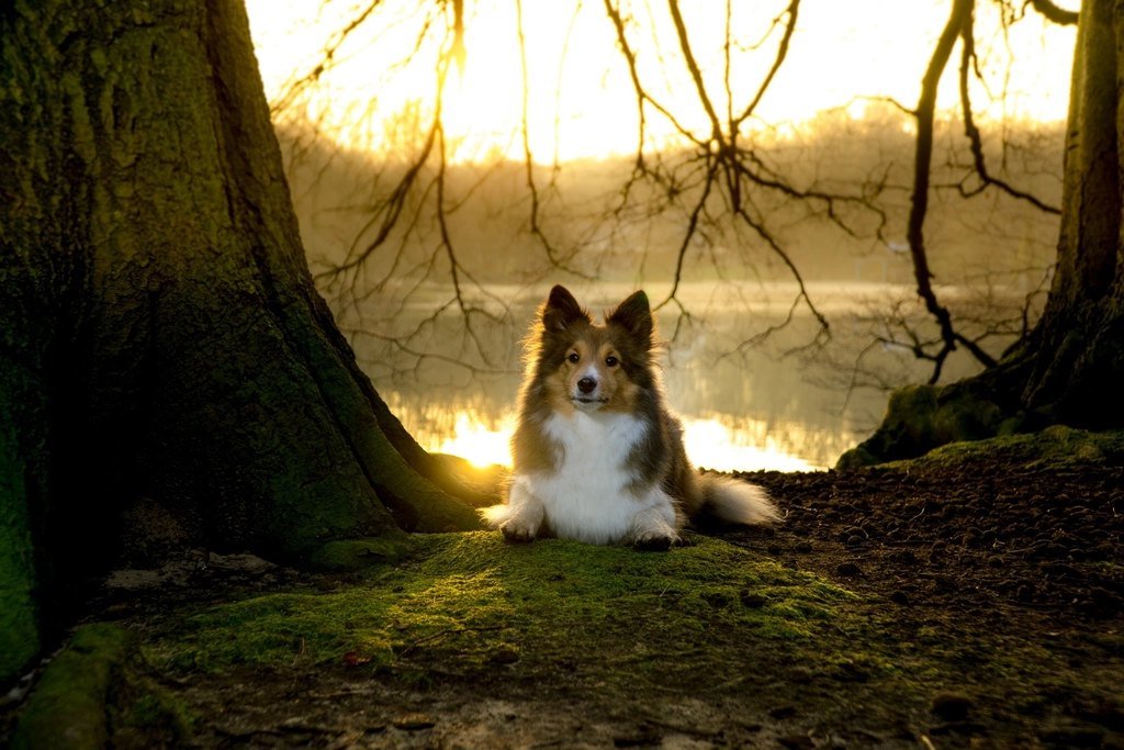 A Shetland Sheepdog resting on the grass in warm evening light