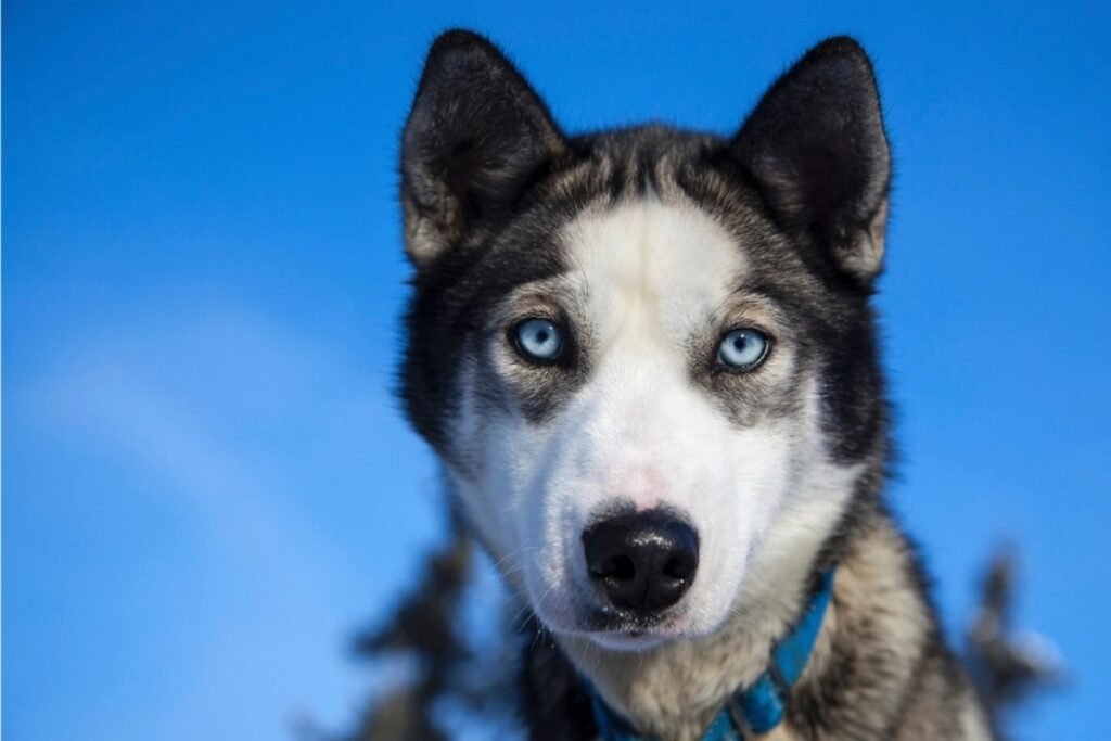 A Siberian Husky with pale blue eyes against a blue sky