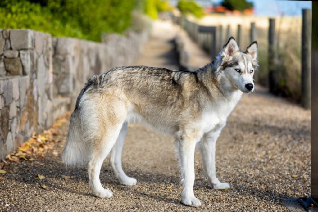 A gray and white Siberian Husky standing on a stone path