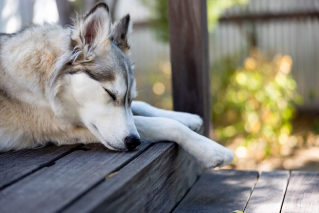 A Siberian Husky resting with its head on a wooden ledge
