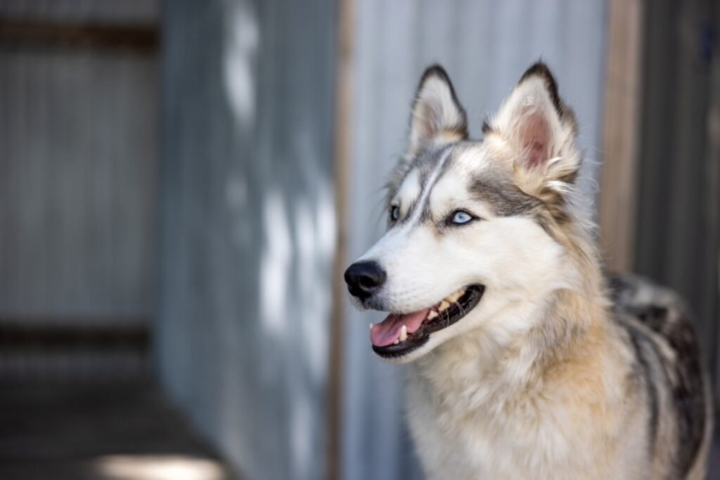 A Siberian Husky with a happy, open-mouthed expression standing by a wall