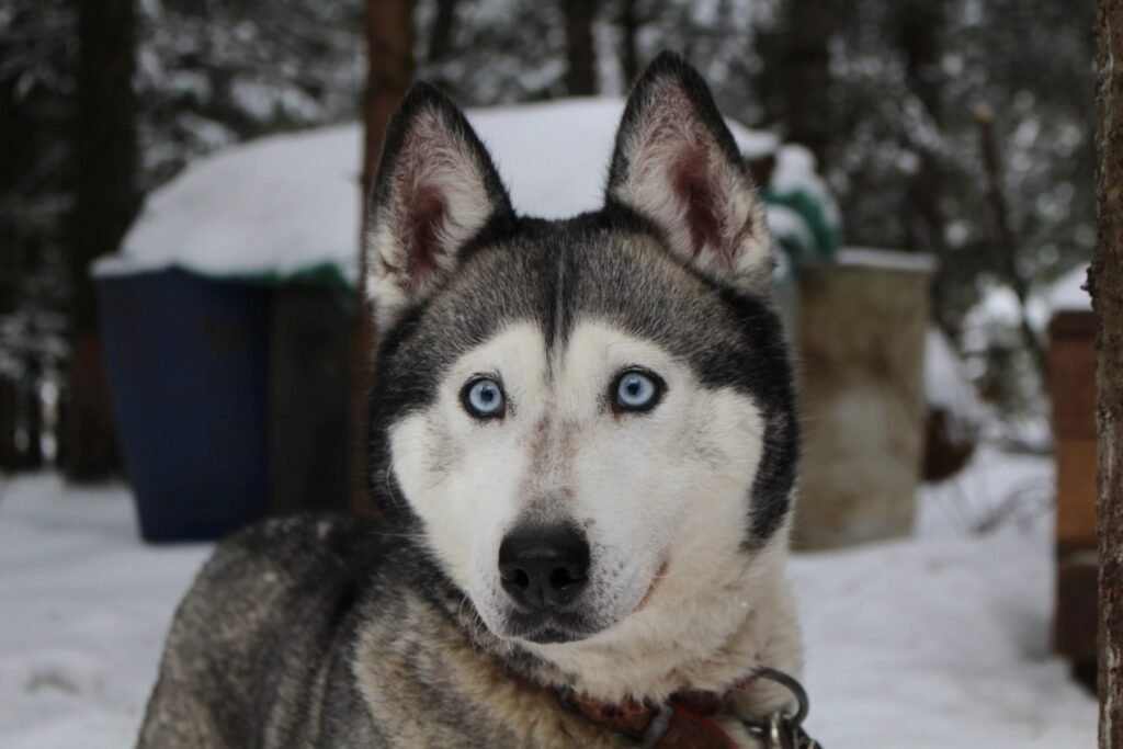 A Siberian Husky with blue eyes outdoors in the snow