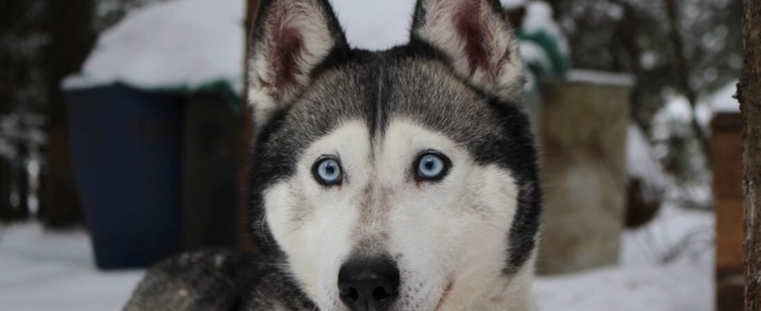 Siberian Husky: History, Personality, Health & Surprising Facts