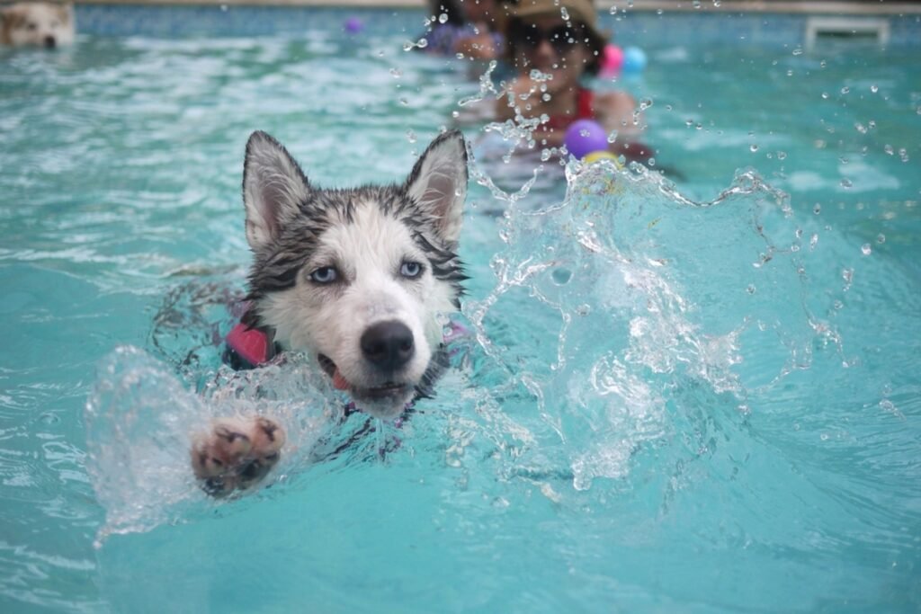 A Siberian Husky swimming in a pool on a sunny day