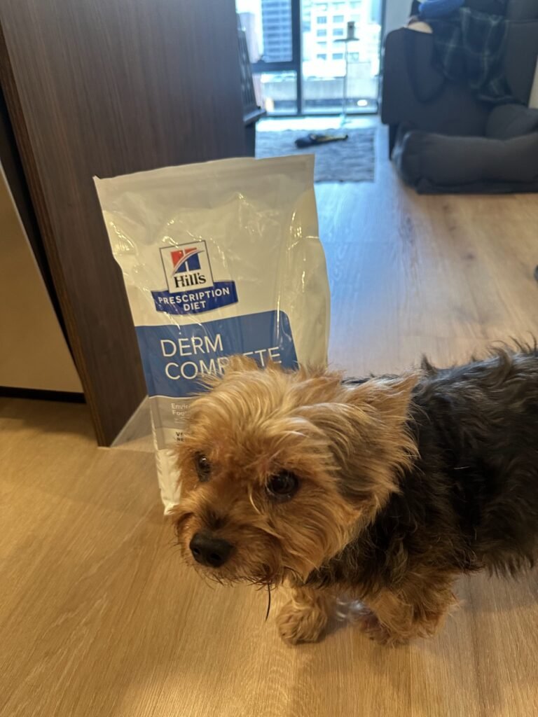 Simba, a small black-and-tan dog, standing next to a bag of Hill’s Prescription Diet Derm Complete